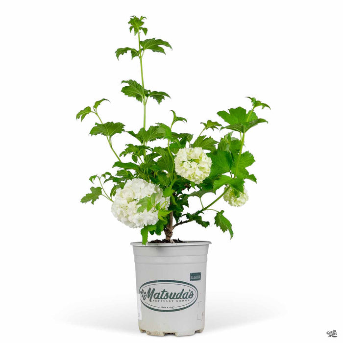 Common Snowball 1 gallon