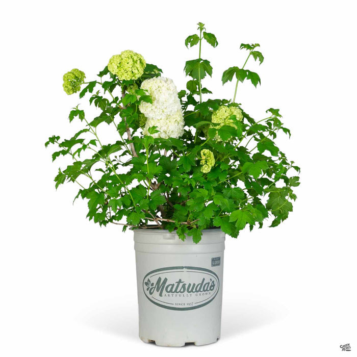 Common Snowball 5 gallon