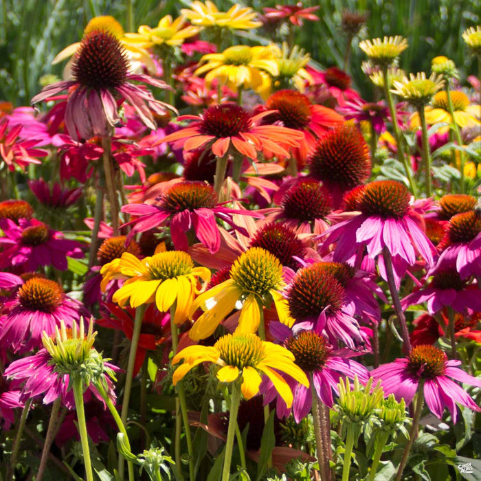 Coneflower