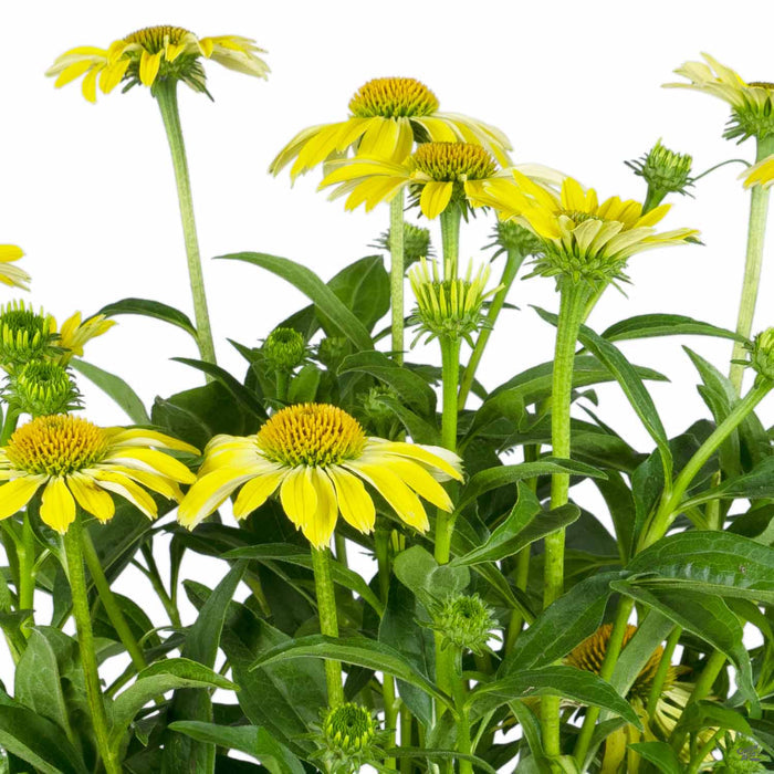 Coneflower Sombrero Summer Solstice