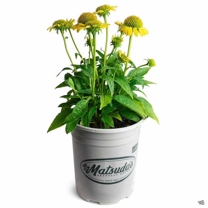 Coneflower Cheyenne Spirit 1 gallon
