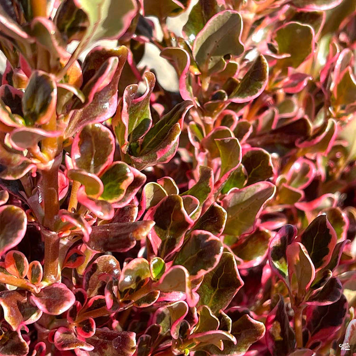Coprosma 'Pacific Sunrise'