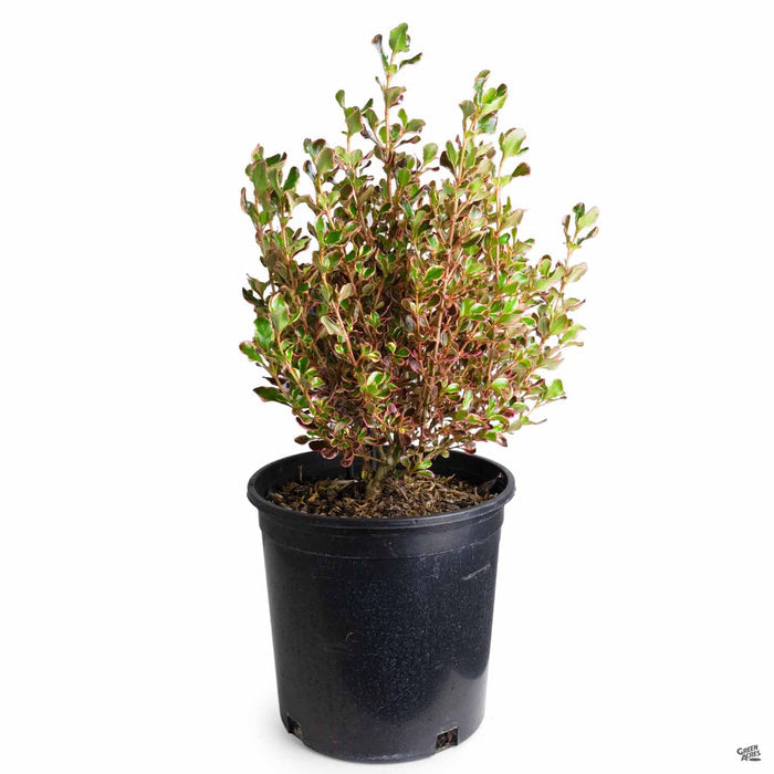 Coprosma 'Pacific Sunrise' 2 gallon