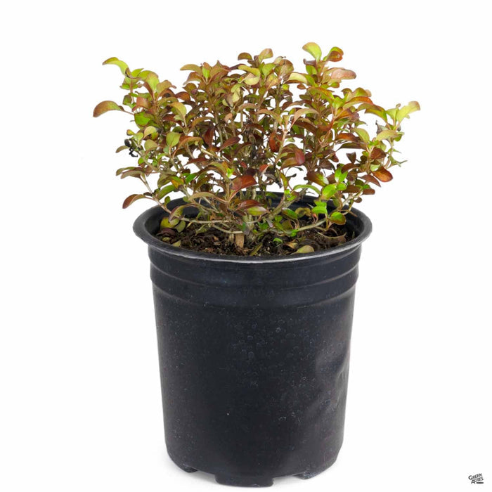 Coprosma 'Pina Colada' 1 gallon