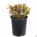 Coprosma 'Pina Colada' 1 gallon