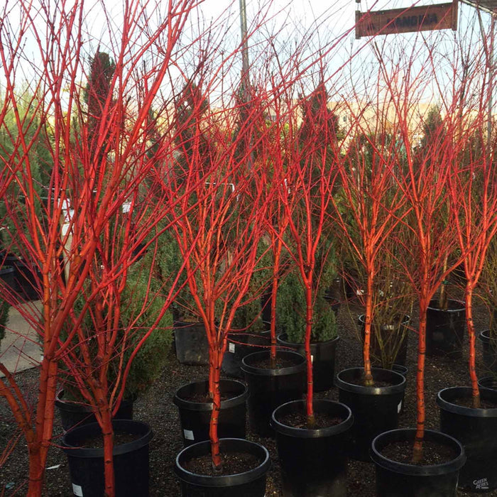 Acer palmatum 'Sango Kaku' Coral Bark Maple