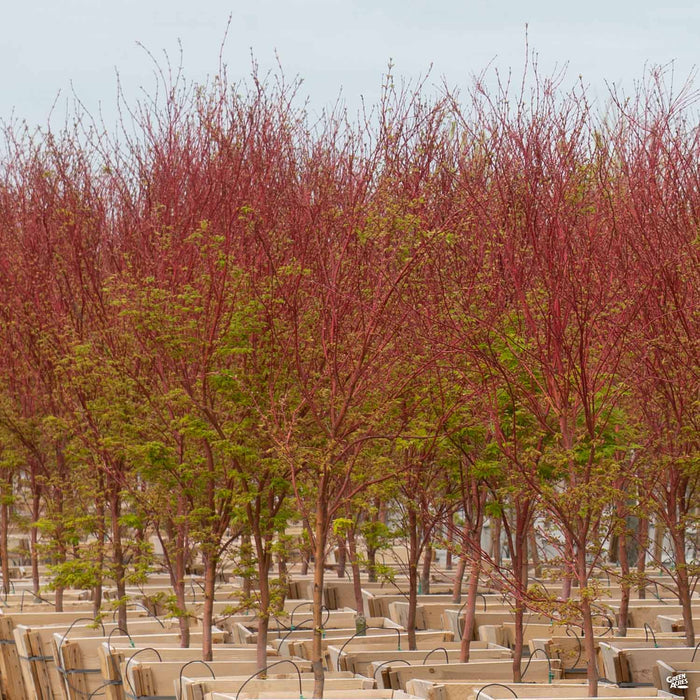 Coral Bark Maple