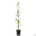 Coral Bark Maple 1 gallon