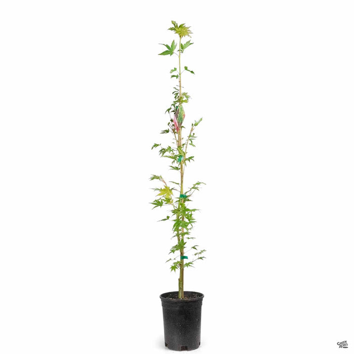 Coral Bark Maple 1 gallon