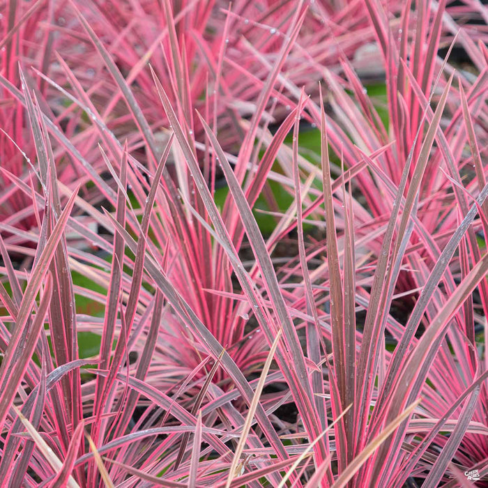Cordyline Charlie Boy