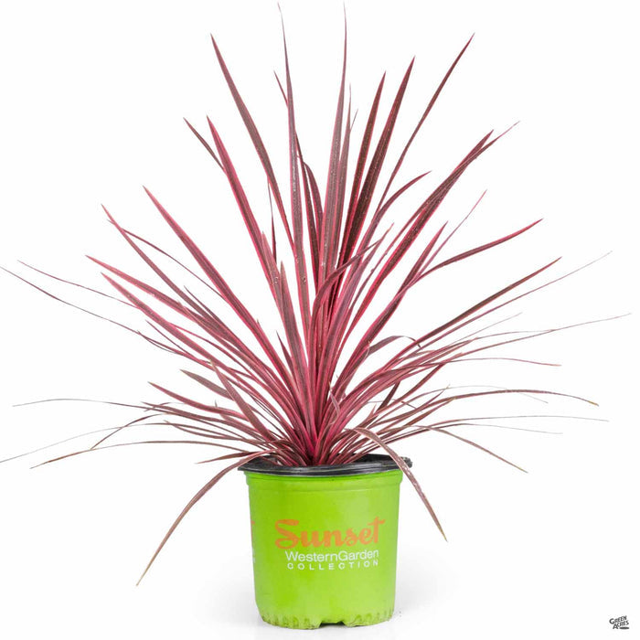Cordyline Charlie Boy 01T