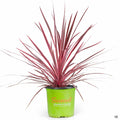 Cordyline Charlie Boy 01T