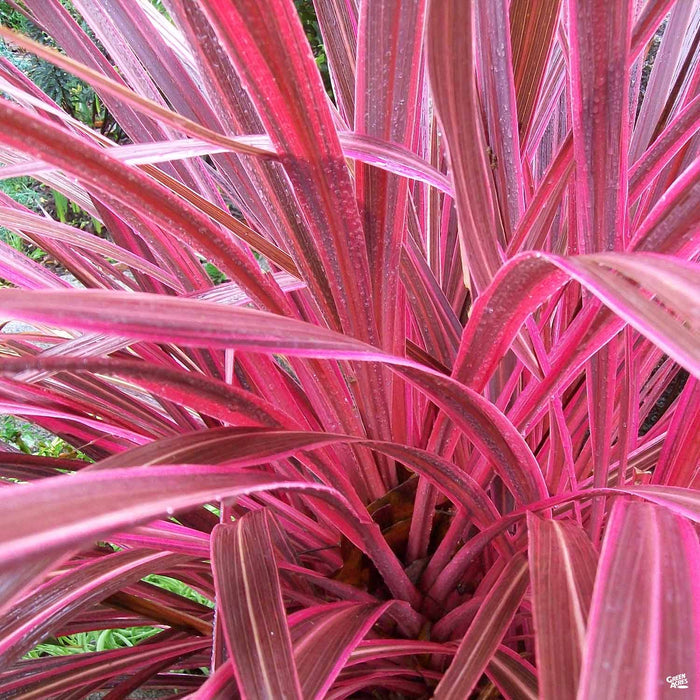 Cordyline 'Electric Pink'
