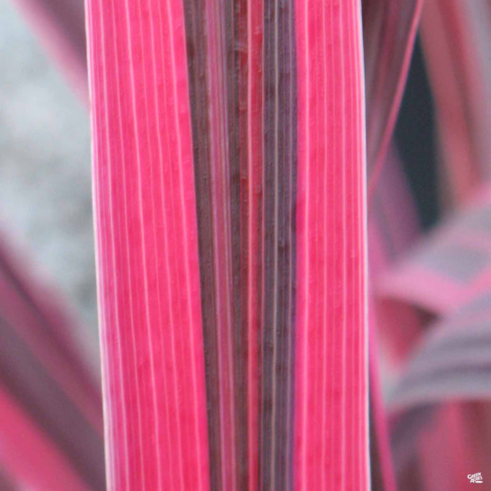 Cordyline 'Electric Pink' closeup of blade
