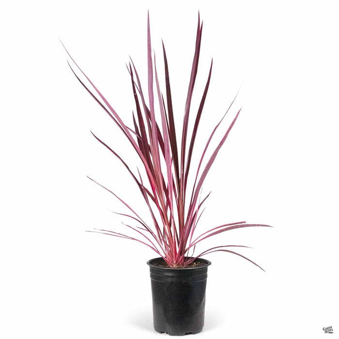 Cordyline 'Electric Pink' 1 gallon