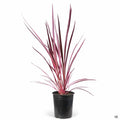 Cordyline 'Electric Pink' 1 gallon