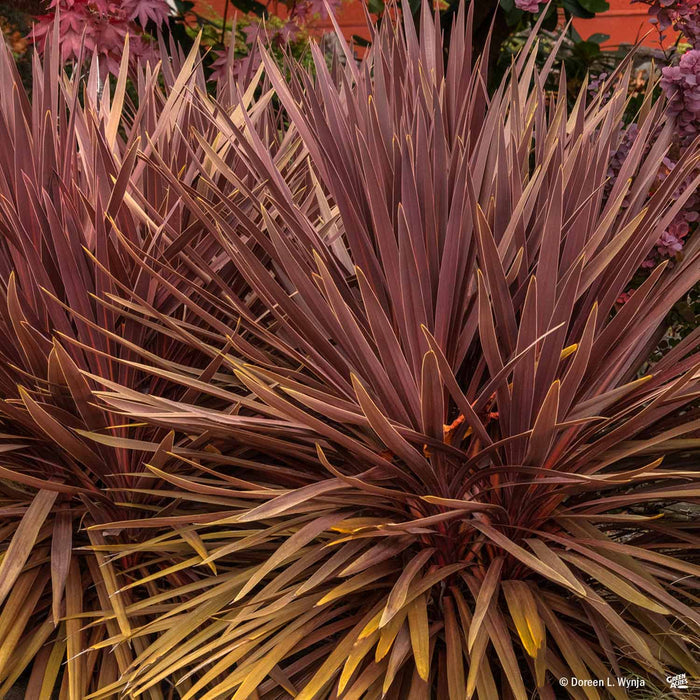 Cordyline Red Star