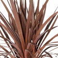 Cordyline Red Star