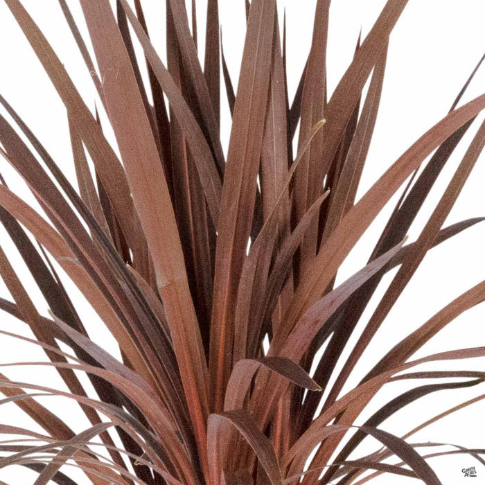 Cordyline Red Star