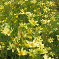 Coreopsis 'Moonbeam'