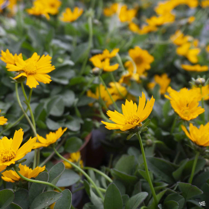 Coreopsis 'Nana'