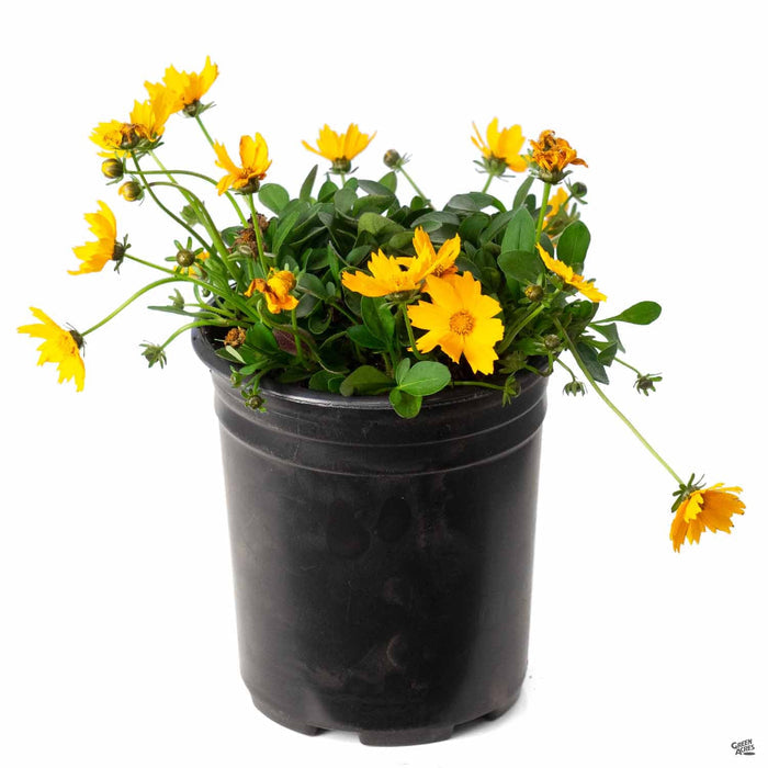 Coreopsis 'Nana' 1 gallon