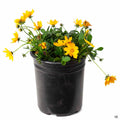 Coreopsis 'Nana' 1 gallon