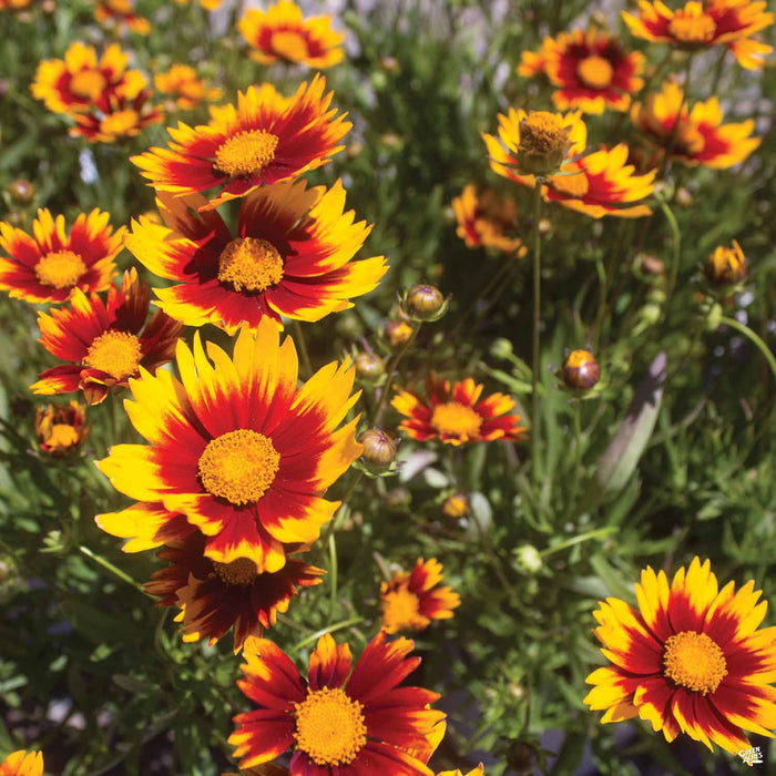 Coreopsis 'Lil Bang Daybreak'