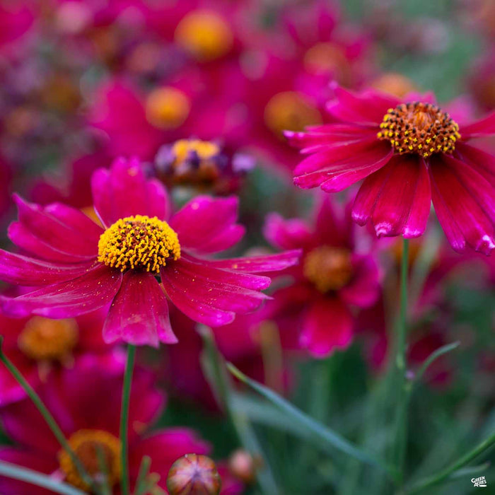 Coreopsis 'Limerock Ruby'