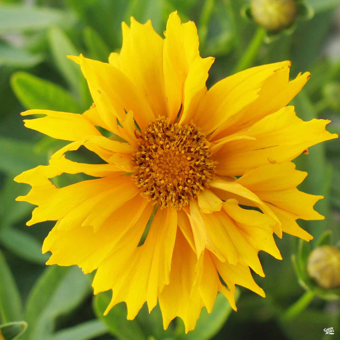Jethro Tull Coreopsis