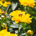 Jethro Tull Coreopsis