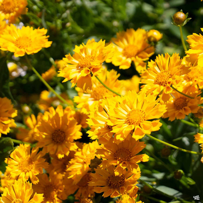 Jethro Tull Coreopsis