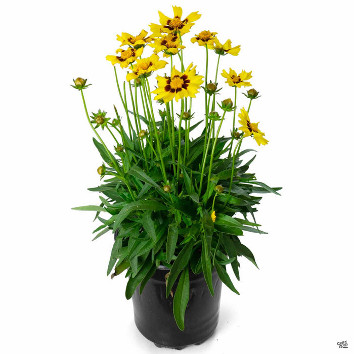 Coreopsis 1 gallon