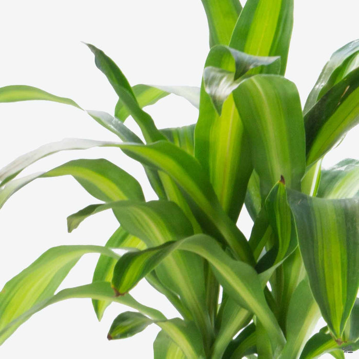 Closeup of Dracaena massangeana