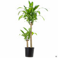 Corn Plant 2 gallon basic