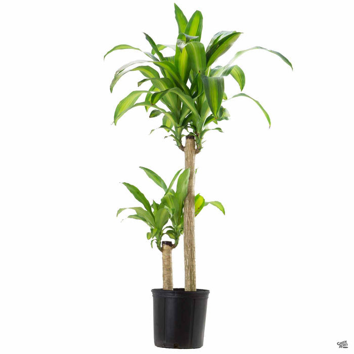 Corn Plant 2 gallon basic