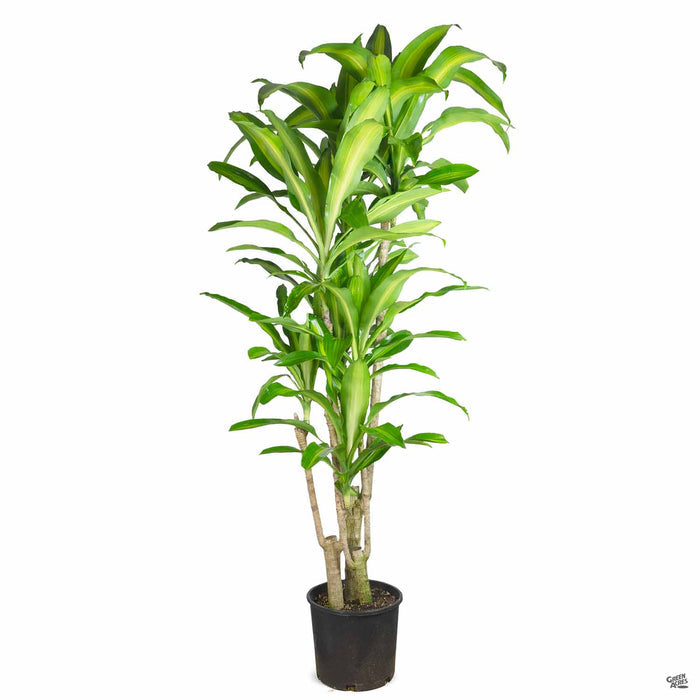 Corn Plant 3 gallon basic