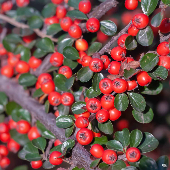 Cotoneaster 'Lowfast'