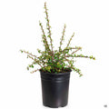 Cotoneaster 'Lowfast' 1 gallon