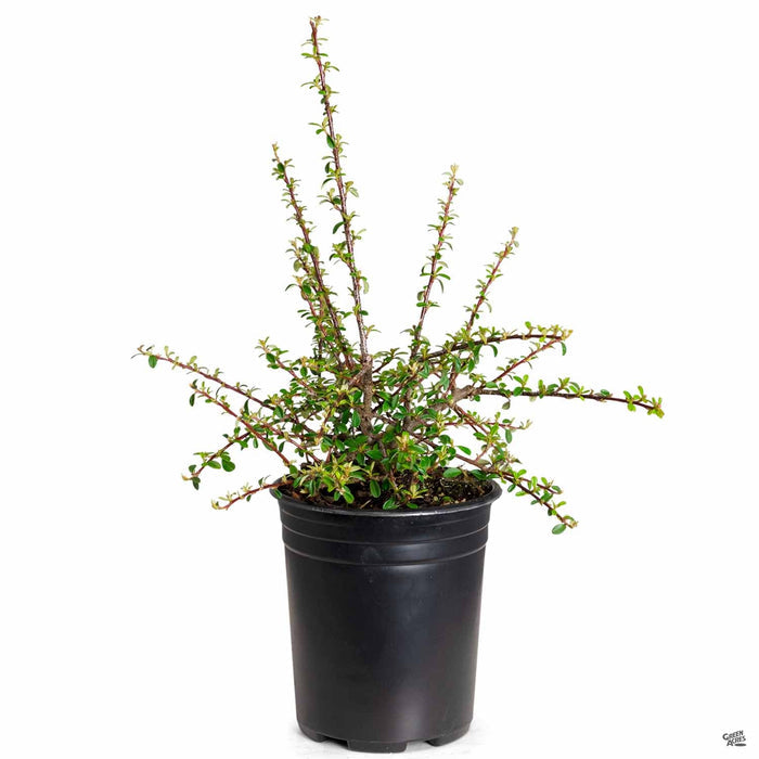 Cotoneaster 'Lowfast' 1 gallon