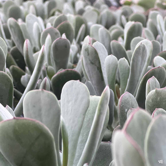Cotyledon Smart Blonde