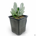 Cotyledon Smart Blonde 5 inch