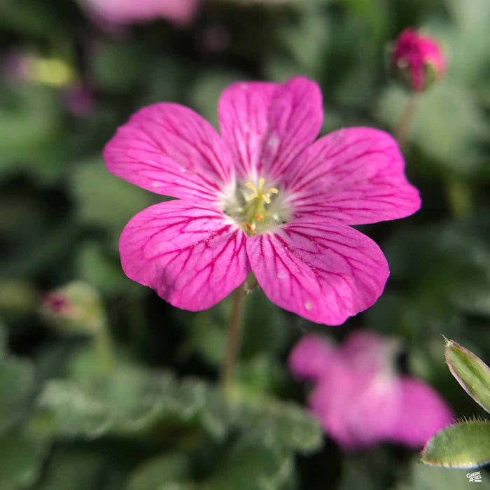 Cranesbill 'Bishop's Form'