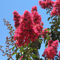 Crape Myrtle 'Arapaho'