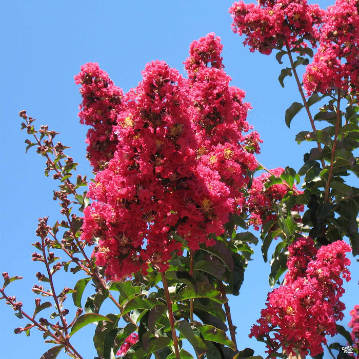 Crape Myrtle 'Arapaho'