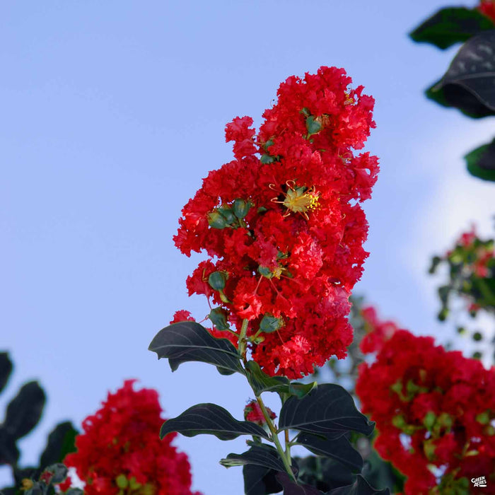 Black Diamond Crape Myrtle