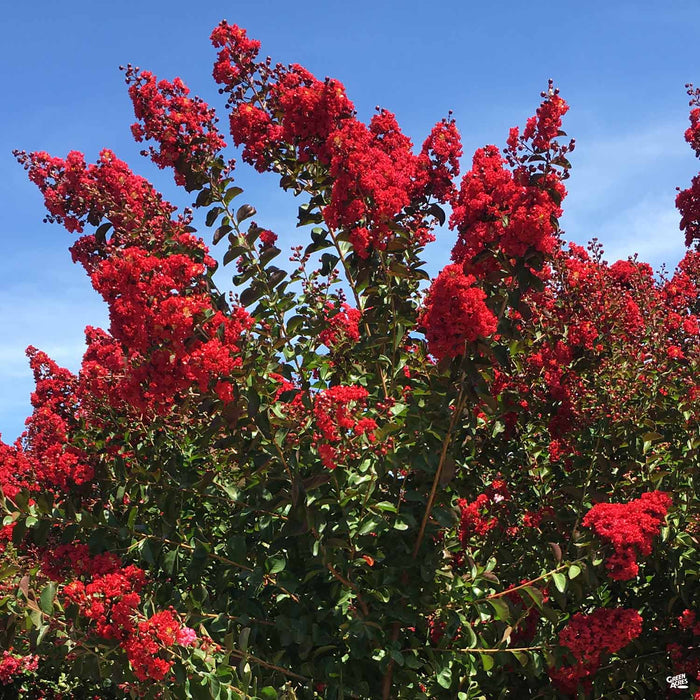 Crape Myrtle 'Dynamite'