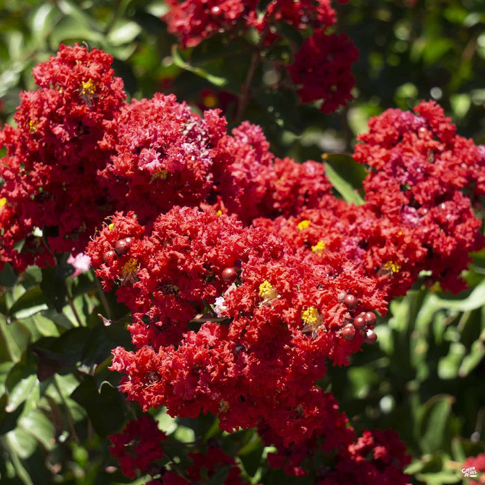 Crape Myrtle 'Dynamite'