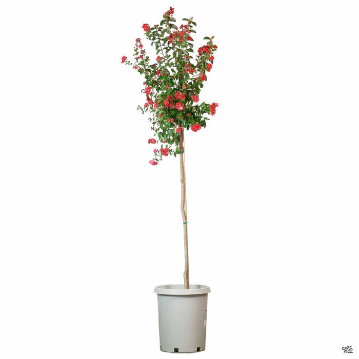 Crape Myrtle 'Dynamite' 5 gallon standard trunk