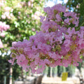 Crape Myrtle 'Muskogee'
